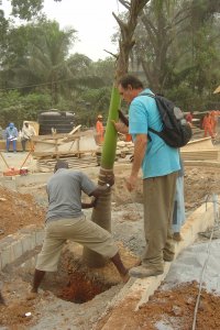 transplanting palms
