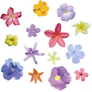 some of the countless flowers in Ghana